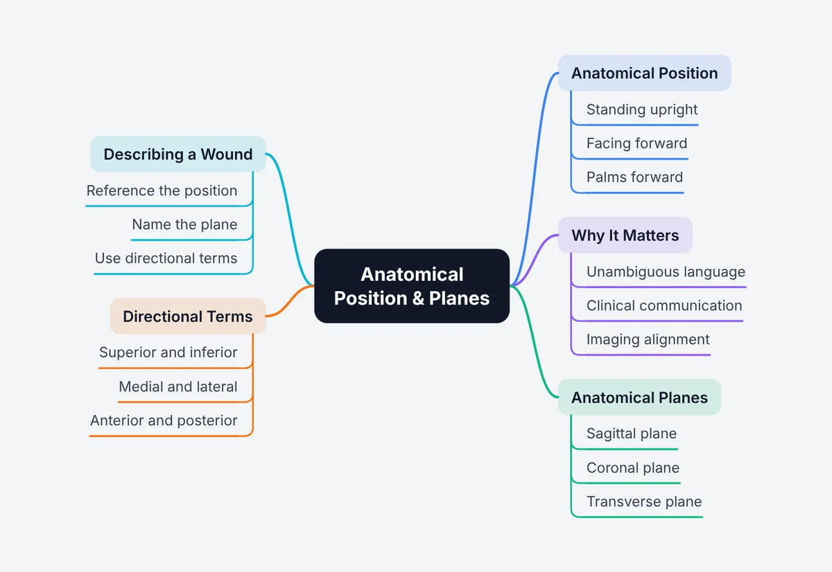 Mind map lezrn made: Gross anatomy